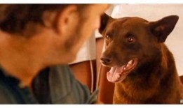 狗狗电影在线观看,温馨陪伴，在线共赏